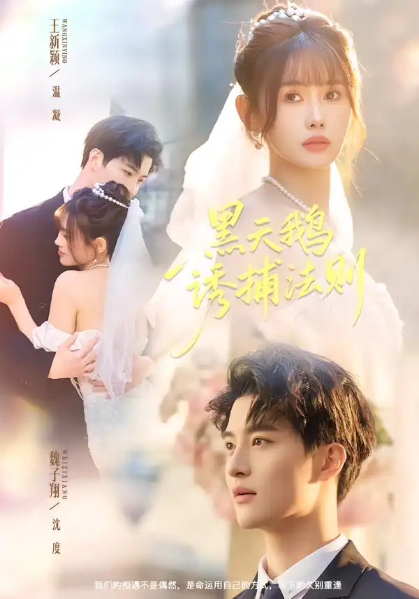 短剧《黑天鹅诱捕法册》完整版免费在线观看